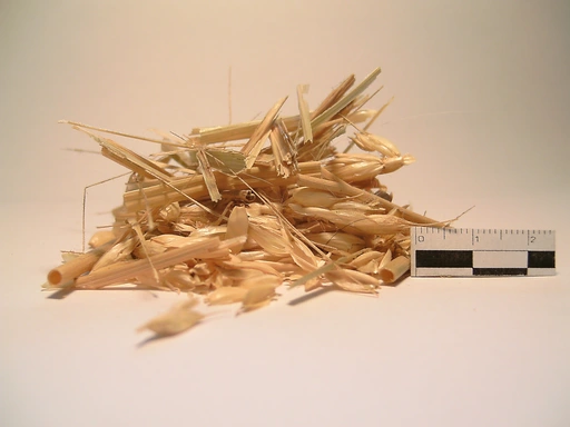 Зразок пшеничної соломи до помелу